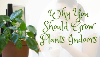 Why You Should Grow Plants Indoors