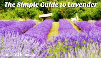 The Simple Guide to Lavender