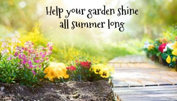 How to Make your Garden Thrive in the Summer Heat