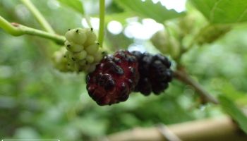 How to Forage for Mulberries
