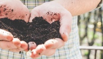 What to Compost for a Thriving Garden