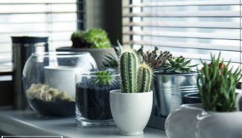 Plants that Grow Well Indoors