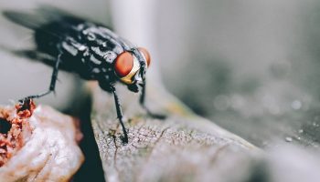 How To Get Rid Of Flies In The House