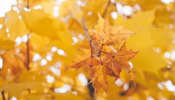 Guide to Efficient Leaf Removal in Charlottesville