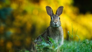 How To Repel Rabbits In Your Garden
