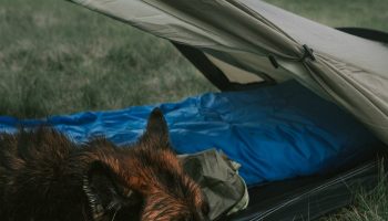 Tips for camping with your dog