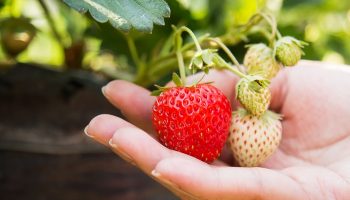 How To Grow Strawberries