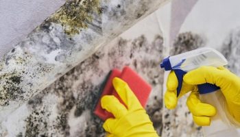 Household Black Mold: Leave It or Clean It?