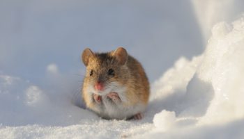 5 Ways to Keep Mice Out this Winter
