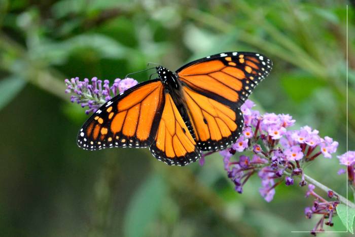 Attracting Butterflies to Your Garden: A Comprehensive Guide • Simple ...
